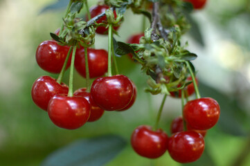 branch of ripe cherries close up