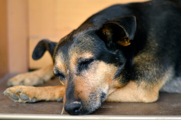 portrait of dog lying in the front of the entrance door