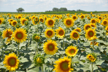 Fototapeta premium blooming sunflower field in Vojvodina