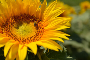 blooming sunflower field in Vojvodina