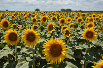 blooming sunflower field in Vojvodina