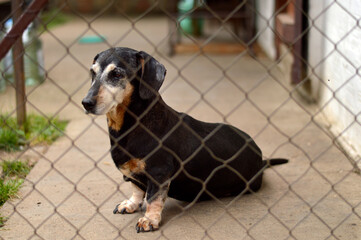 portrait of black dachshund sitting behind the wired fence  
