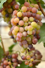 ripe grapes in vineyard close up