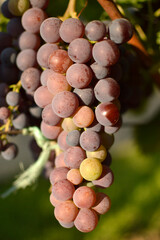 ripe grapes in vineyard close up