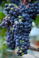 ripe grapes in vineyard close up