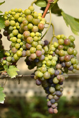 ripe grapes in vineyard close up