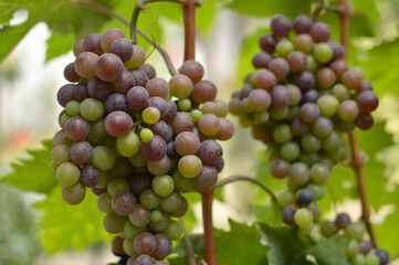 ripe grapes in vineyard close up