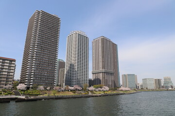 Fototapeta na wymiar 相生橋から見る桜満開の隅田川とタワーマンション群
