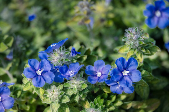 Blue Daze flowers