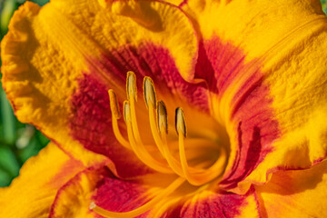 Fototapeta na wymiar Macro of flower exposing stamen covered in pollen
