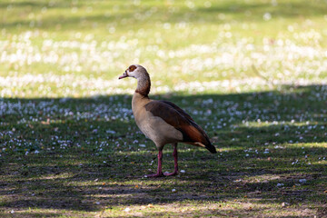 Egyptian goose on the grass field in a park