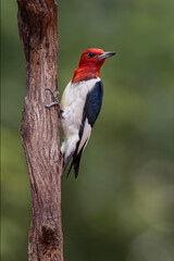 Red-bellied woodpecker