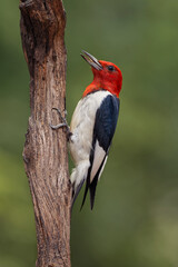 Red-bellied woodpecker