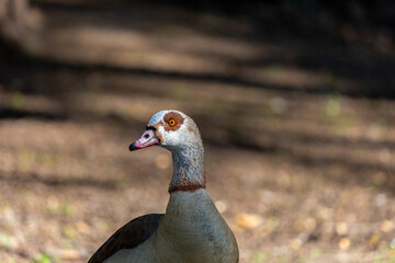 Egyptian goose on the grass field in a park