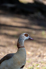 Egyptian goose on the grass field in a park