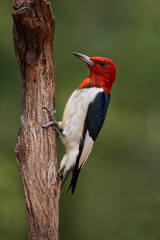 Red-bellied woodpecker