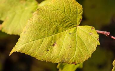 Autumn nature, bright leaves of plants and trees.