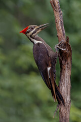 Female pileated woodpecker