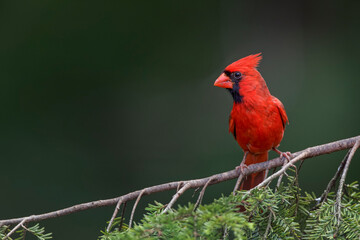 Male northern cardinal