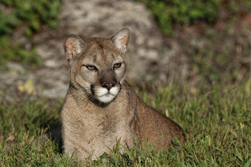 Mountain lion or puma