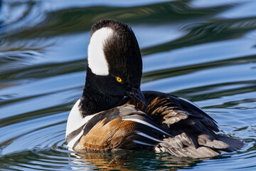 Hooded merganser
