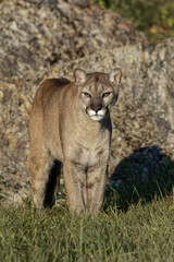 Mountain lion or puma
