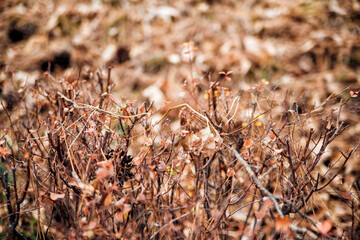 Hedge-shaped bushes in the park. Autumn season, Branches without leaves. Natural background.