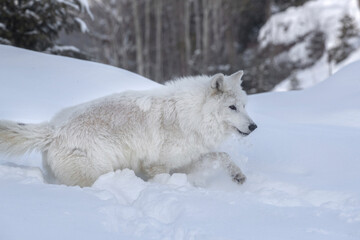Obraz premium Arctic. Arctic wolf walking in deep snow.