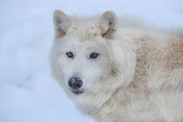 Arctic. Arctic wolf close-up.