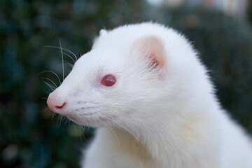 Close-up of albino ferret.