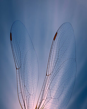 Dragonfly wings detail.