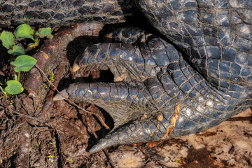 American alligator foot, Florida