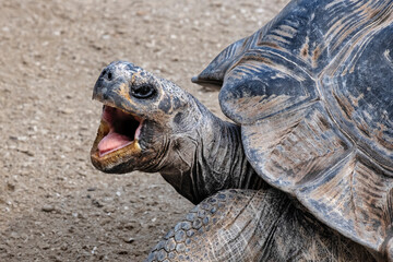 Aldabra Tortoise, Gatorland, Orlando, Florida