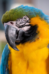 Blue and Yellow Macaw