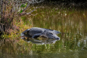 American alligator, Florida