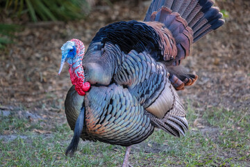 Domestic male turkey