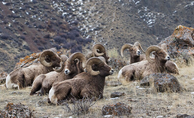 Rocky Mountain bighorn sheep, resting rams - obrazy, fototapety, plakaty
