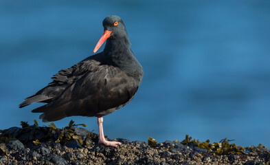 Black oystercatcher