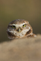 Burrowing owl, peeking from burrow