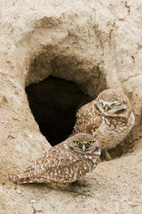 Burrowing owl pair at burrow, nest site