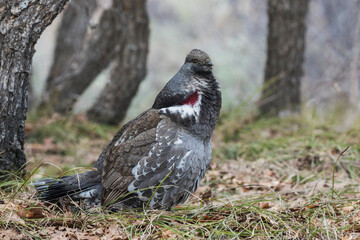 Dusky grouse, courtship calling