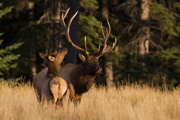 Bull elk courting cow elk