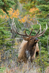 Bull elk, thick cover