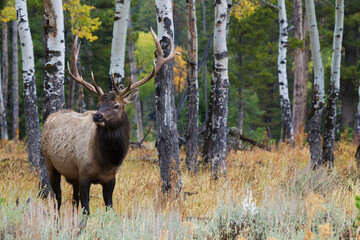 Bull elk portrait in Aspen grove
