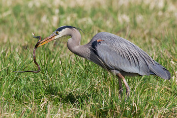 Great blue heron with garter snake