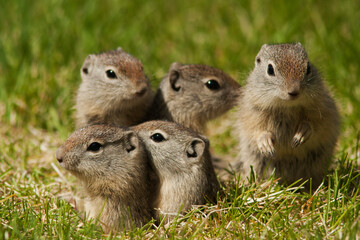Naklejka na ściany i meble Belding's ground squirrel family peeking out of burrow