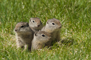 Naklejka na ściany i meble Young belding's ground squirrels squeezing out of burrow