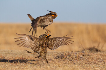Greater prairie chickens, territorial battle