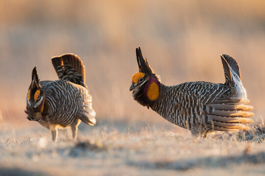 Greater prairie chickens, dancing on the lek