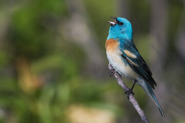 Lazuli bunting singing